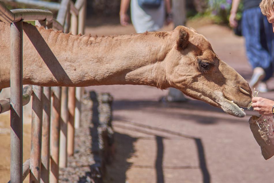 Camel Eat Straw