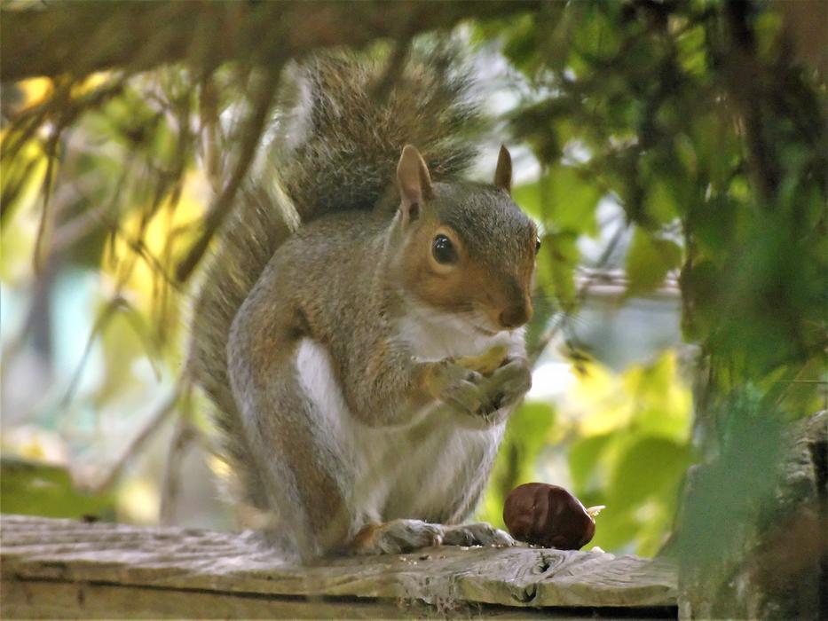 Squirrel Nature Animal