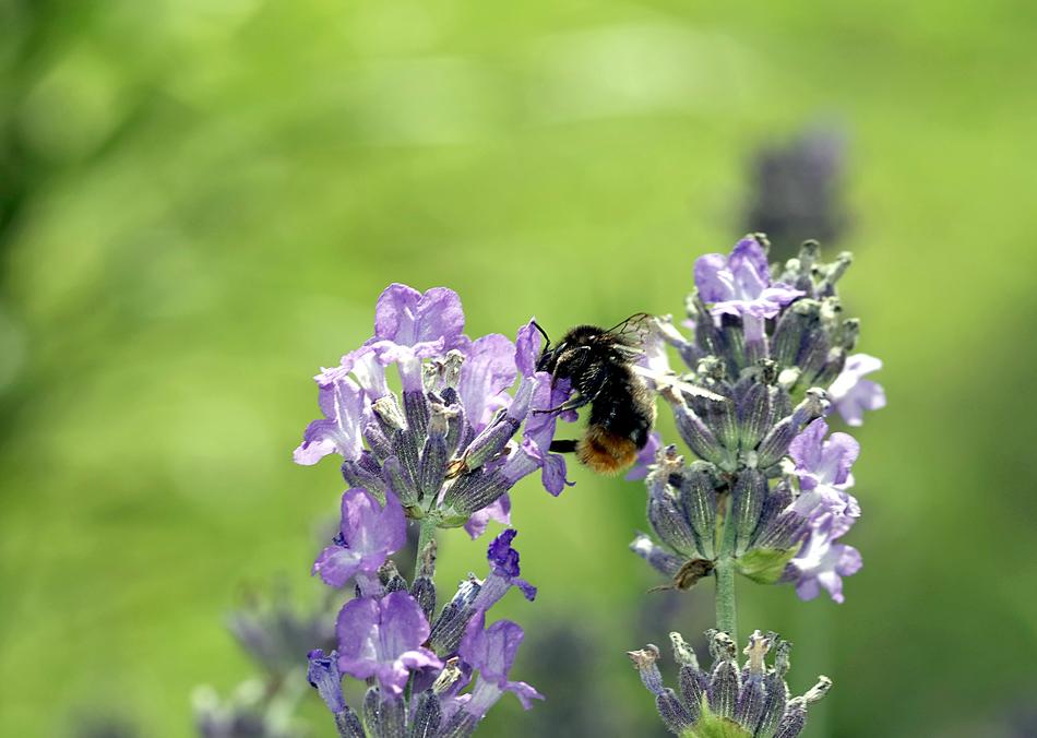 insect on a small flower