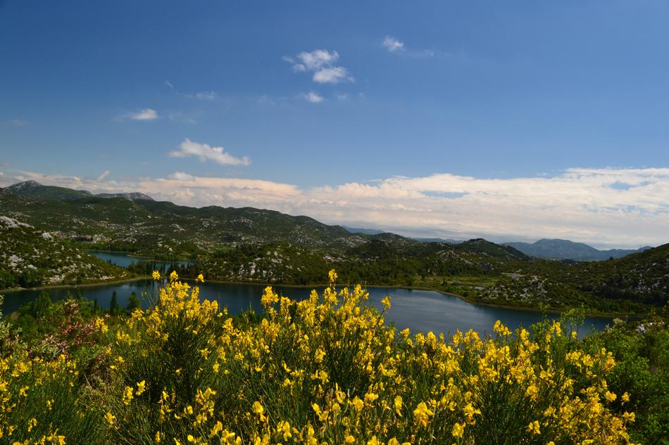 beautiful flowers on a cliff overlooking the lake