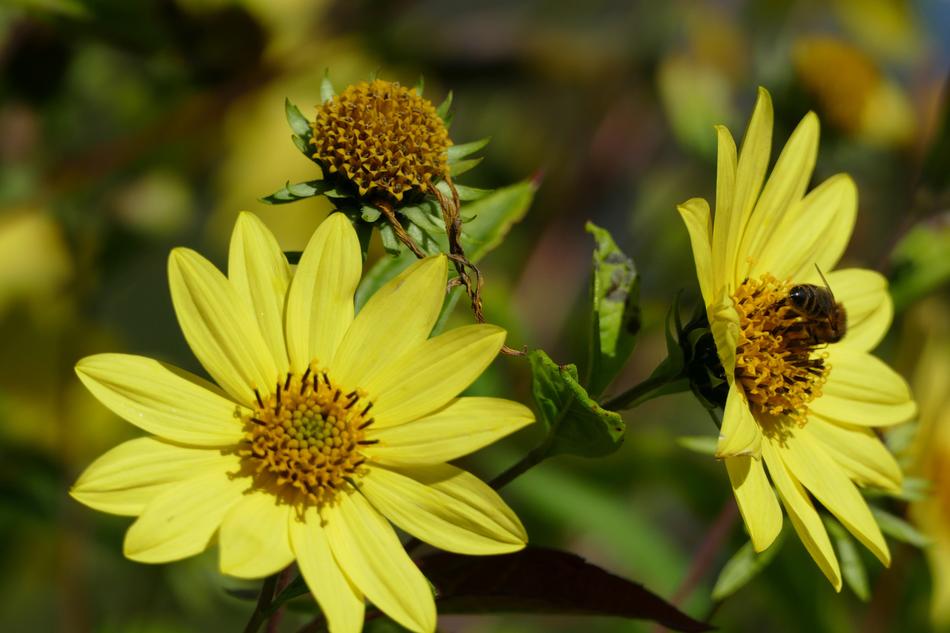 Flower Yellow Bee