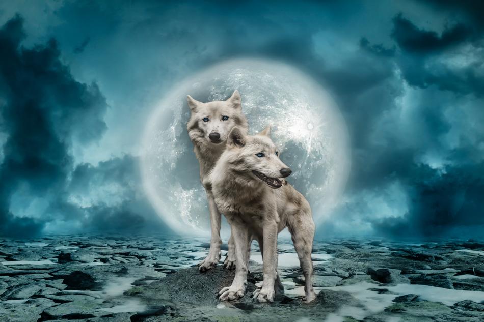 white wolves against the moon