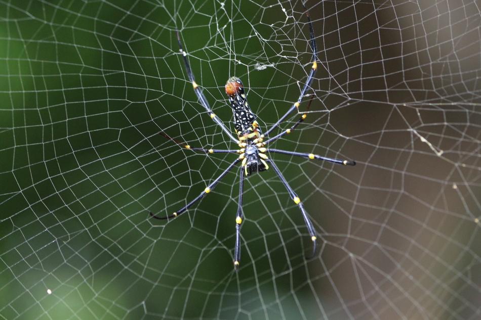 Wild Spider Web