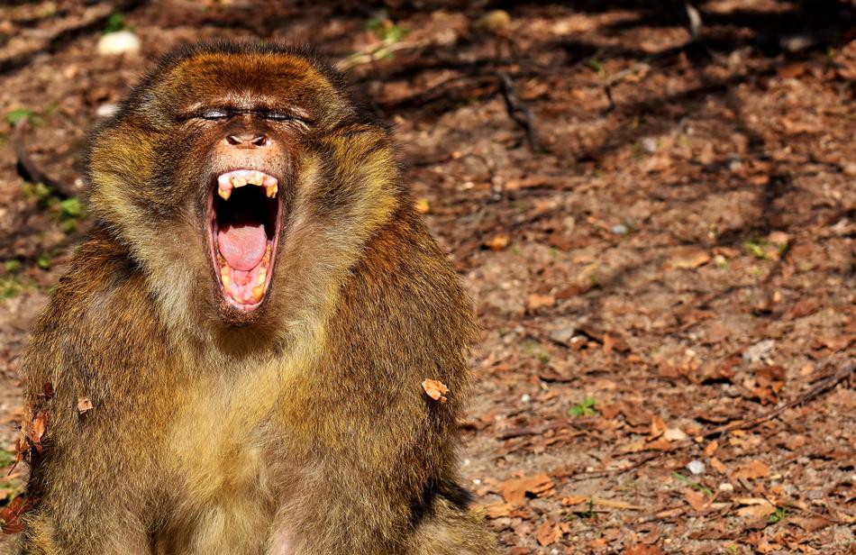 Barbary Ape Yawn Endangered