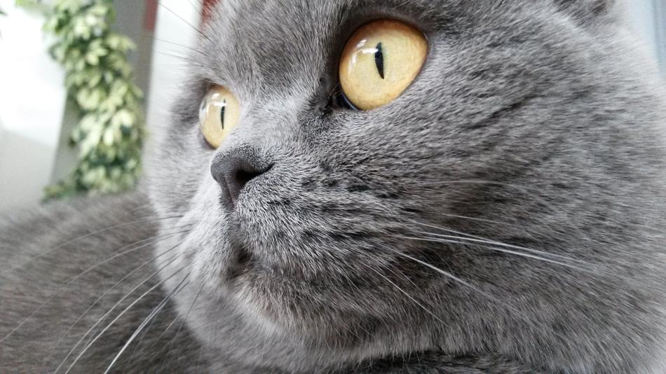 Cat British Amber
