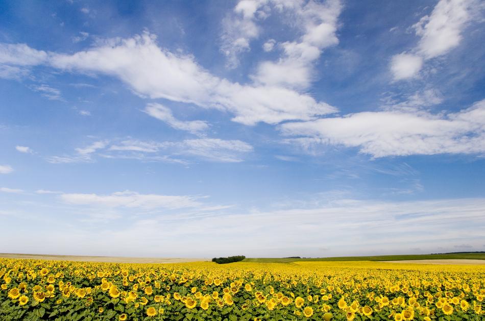 Hungary Sunflower Blossom