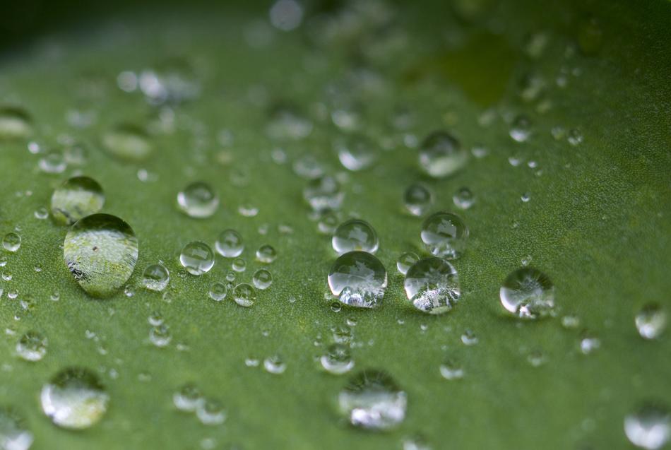 dewdrop leaf