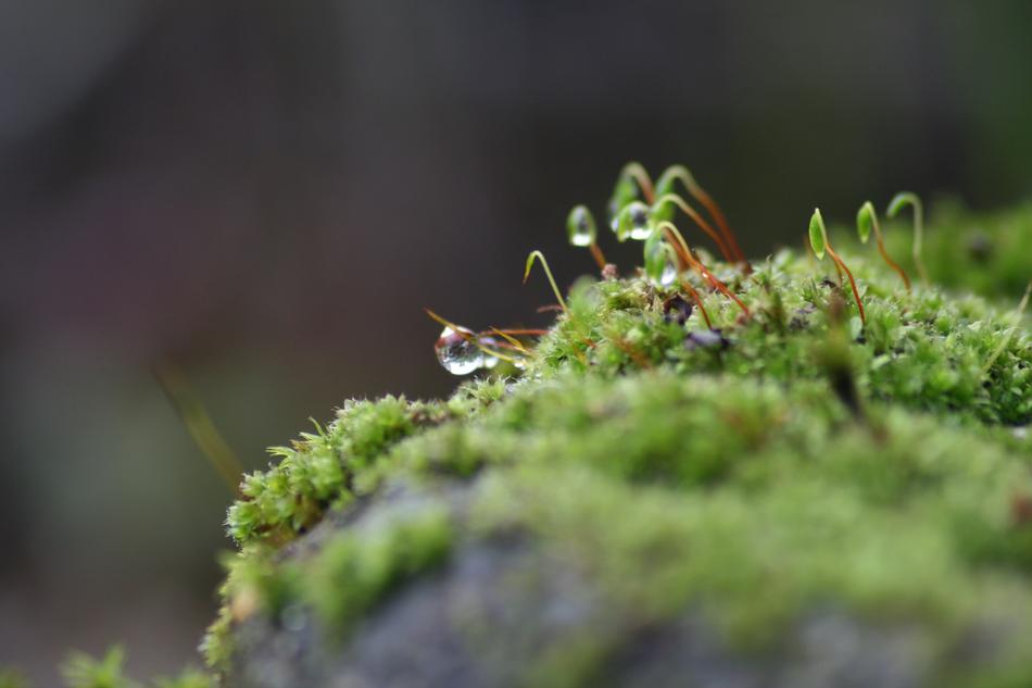 Close up of moss in water drops