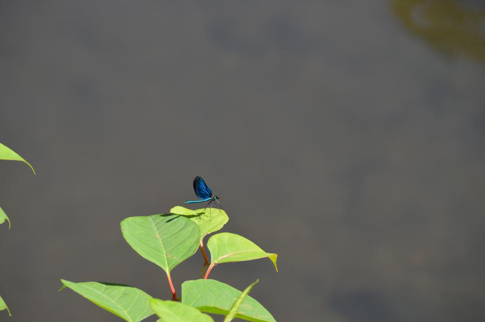 blue Insect at Nature Close Up