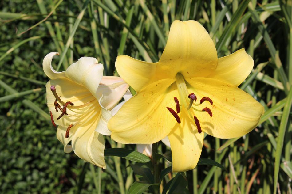 Flower Yellow Outdoors