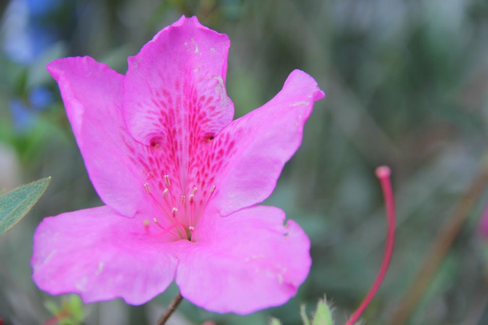 Flower Rosa Plant
