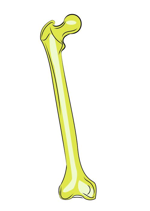 femur bones anatomy drawing