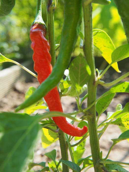 chili pepper garden