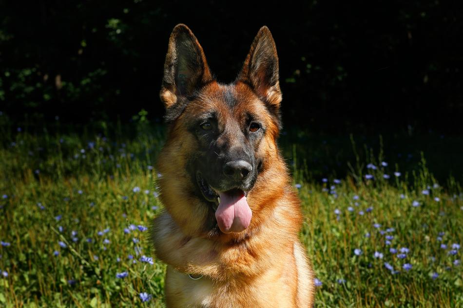 Dog German Shepherd Man'S Best