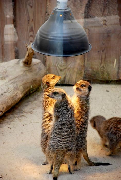 Meerkats lamp hot
