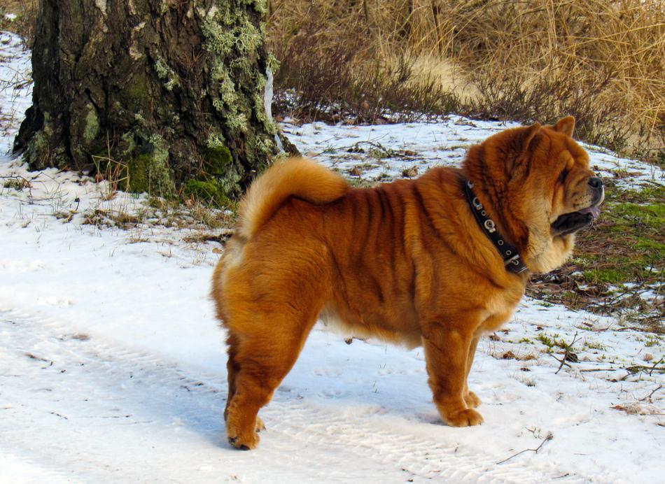 Dog Breed Animals