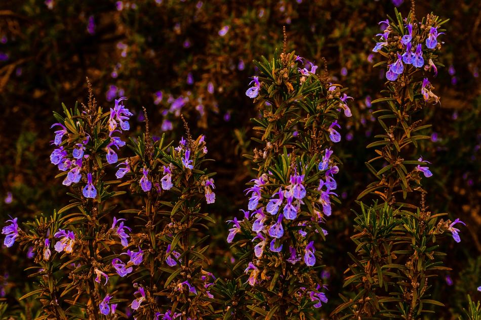 beautiful little flowers in the garden