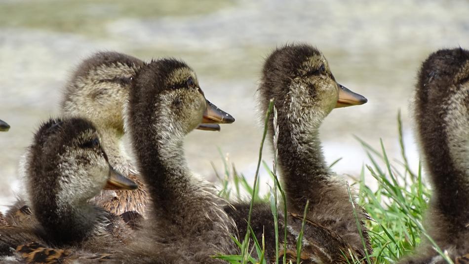Duck Group Lake