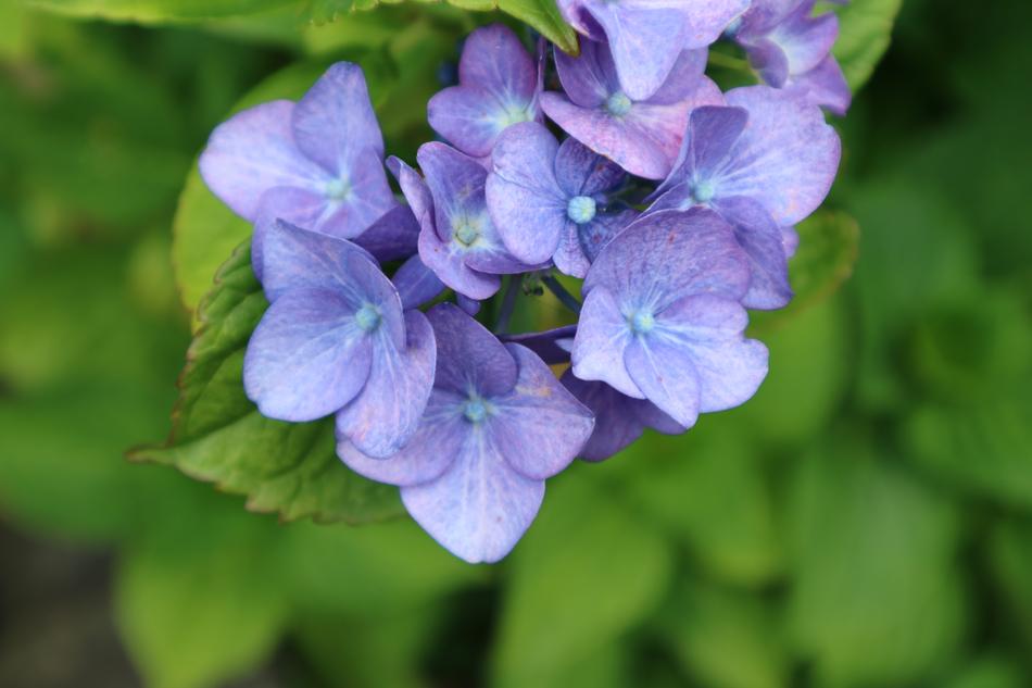 purple beautiful flowers