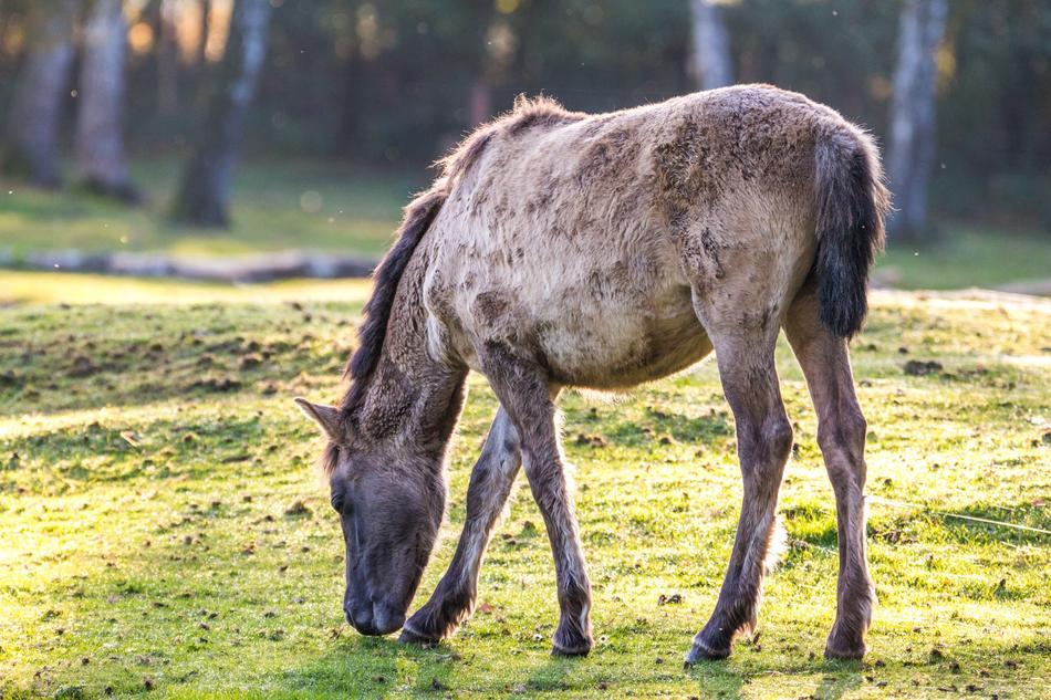 Brumby Horses Wild Horse