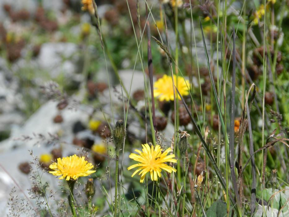 Nature Mountain Flowers