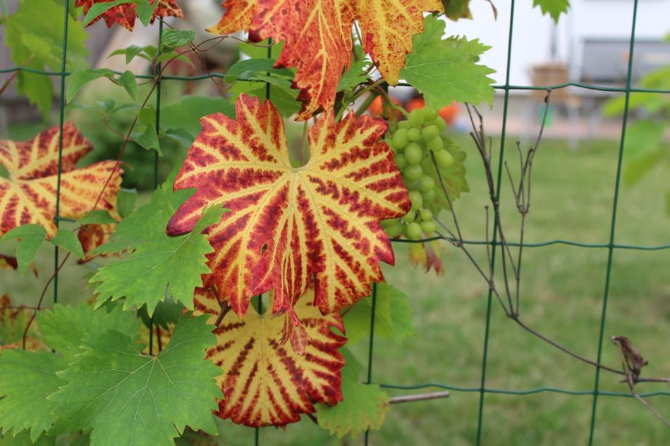 Grape orange flowers on the fence