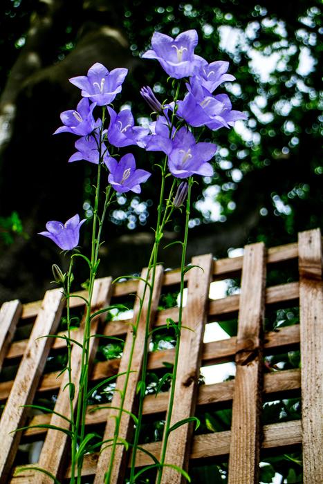 Flower Nature Blue