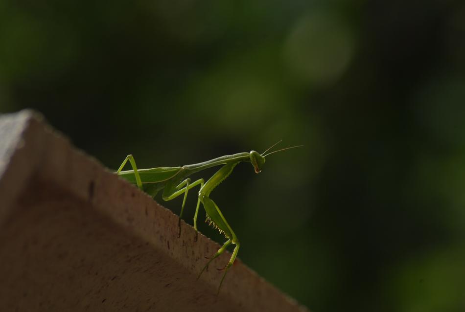Mantis Religiosa Insect
