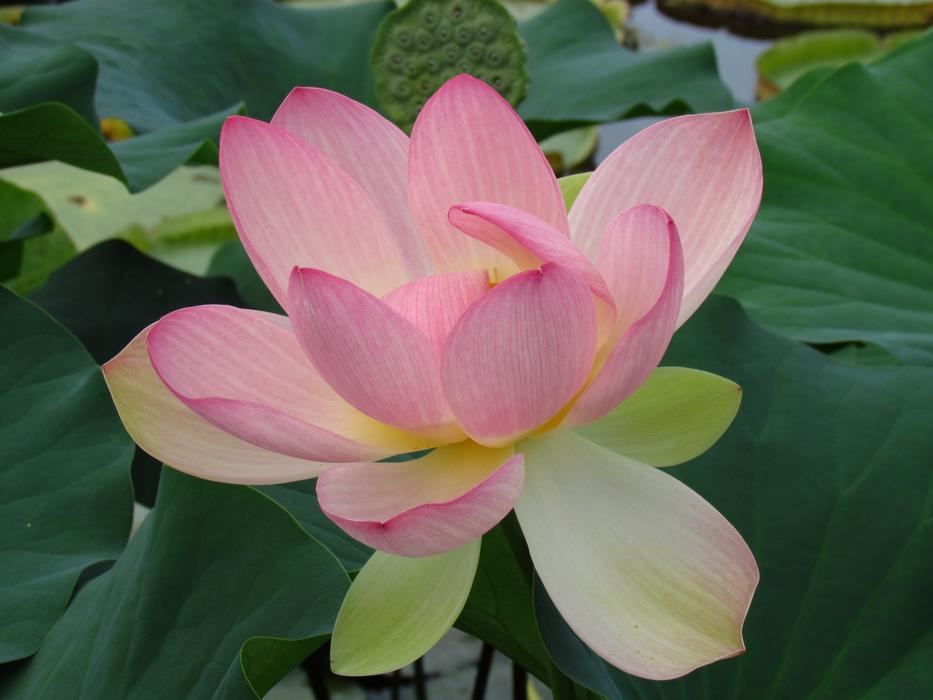 Water Lily Blossom Bloom