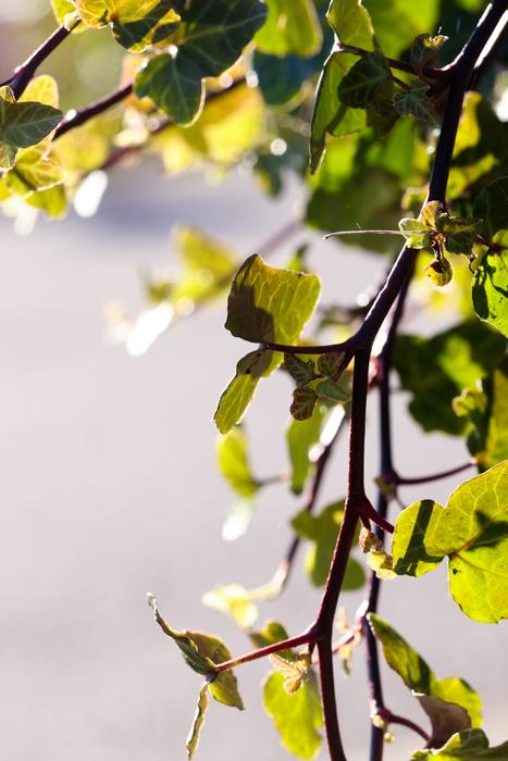 tree branch in the sunlight