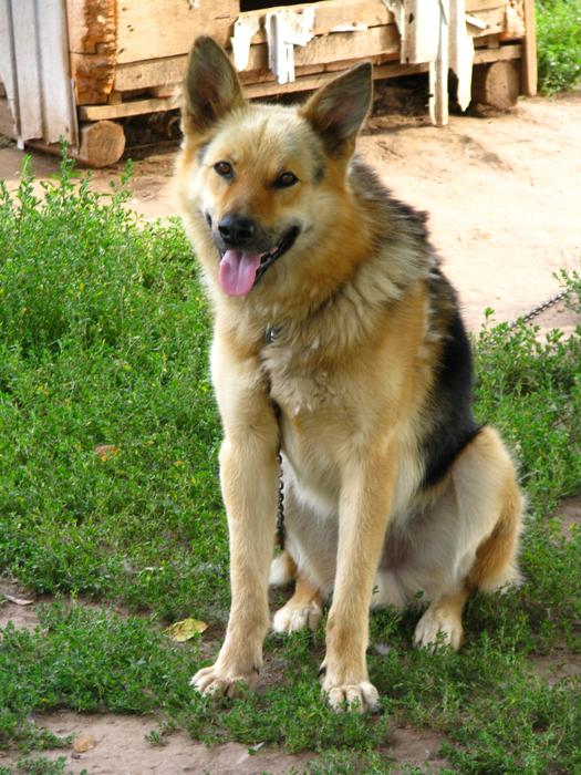 Dog Security Animals