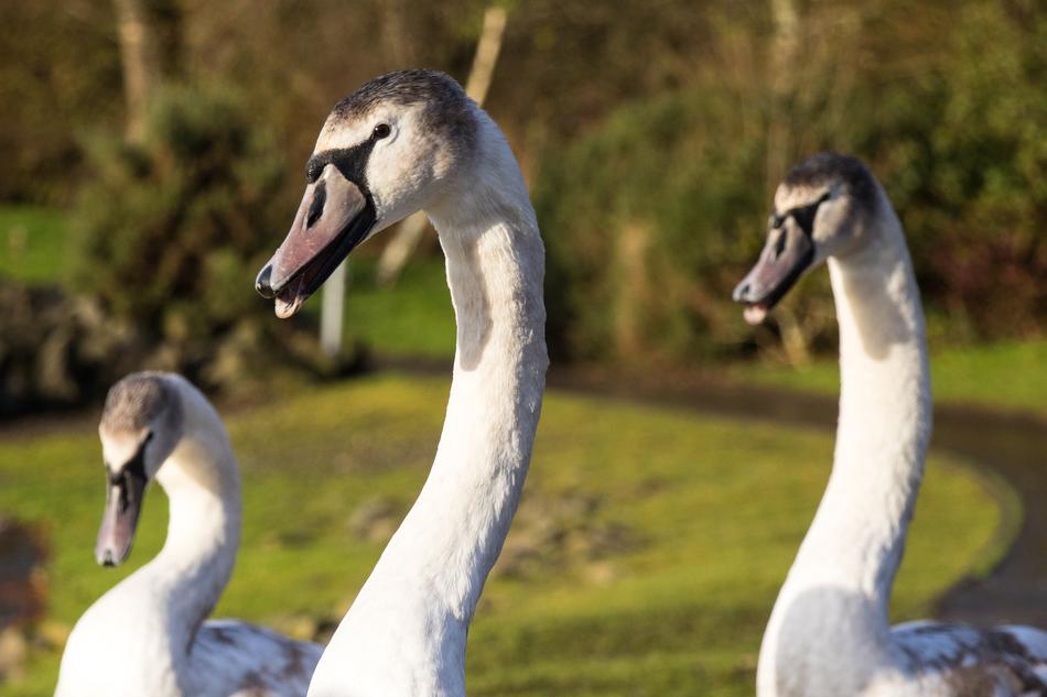 Swan Group Heads