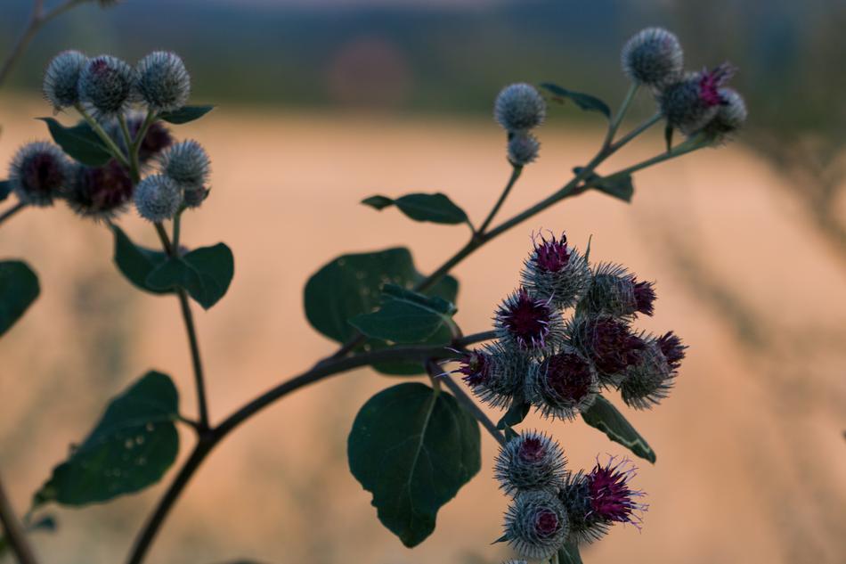 wild plants in an empty field