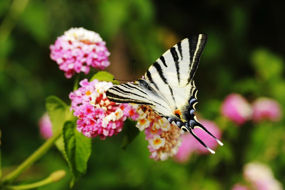 Butterfly Animal Wing