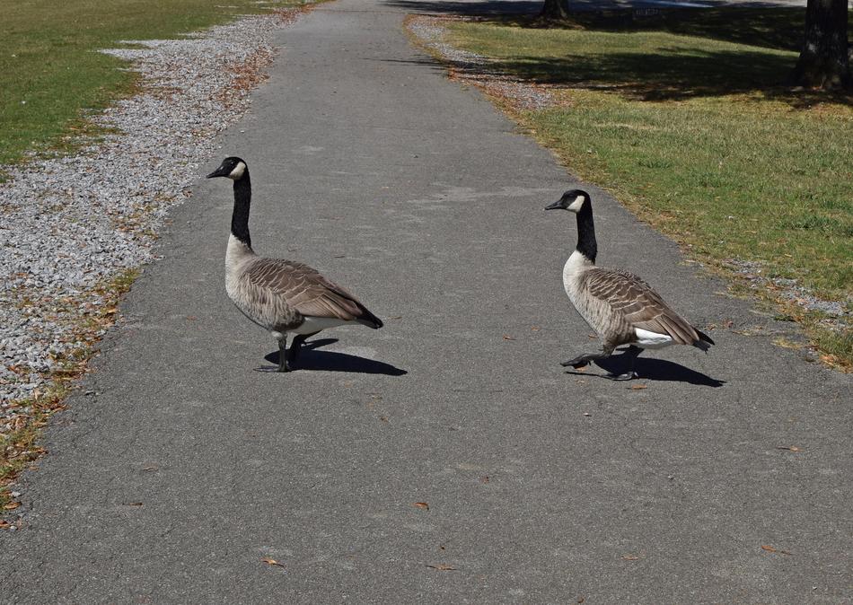 Geese Marching Canada Goose