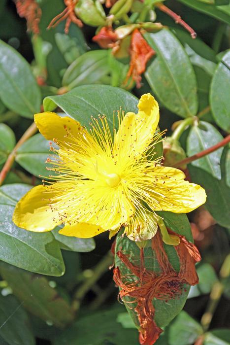 Flower Yellow