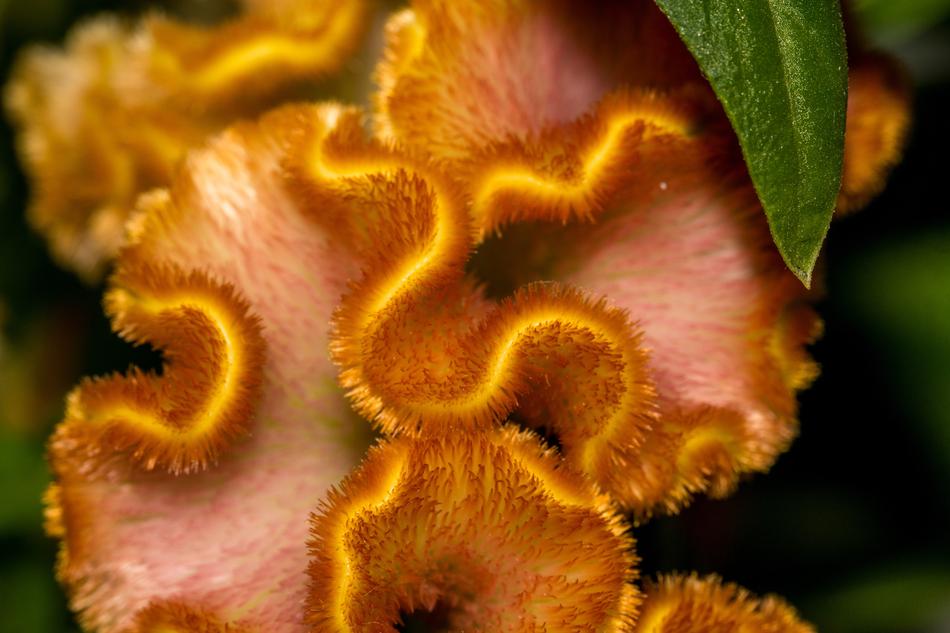 Cockscomb Celosia Cristata Plant free image download