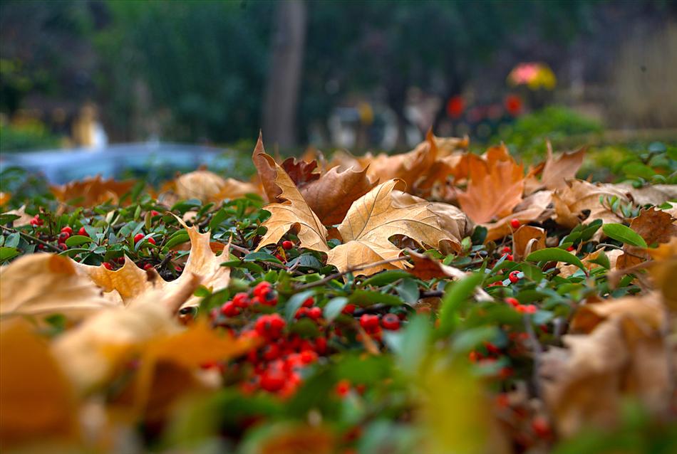 Nature Autumn Dry