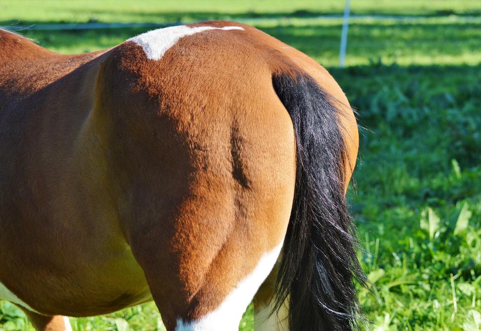 Horse Tail Butt