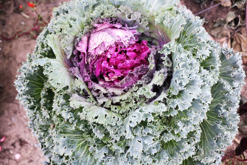cauliflower in the snow