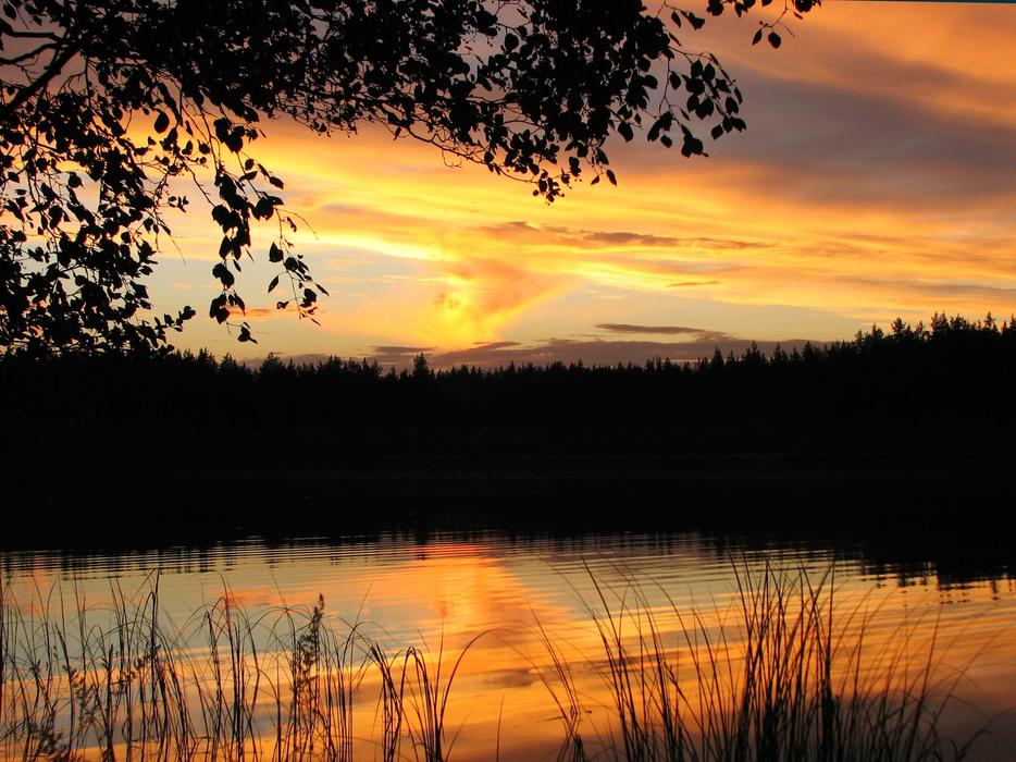 evening landscape with trees