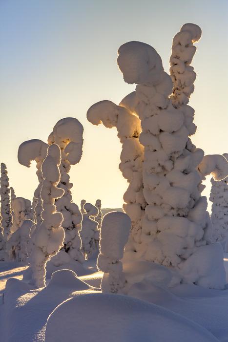 Lapland Winter Snow