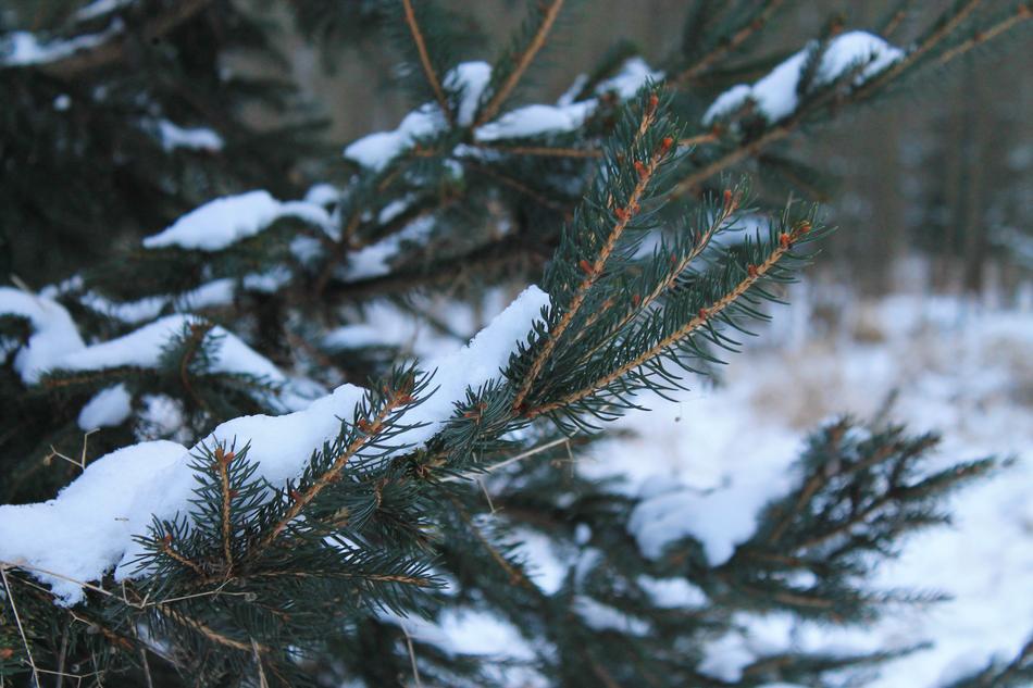 snow on the branches of the Christmas tree in the forest