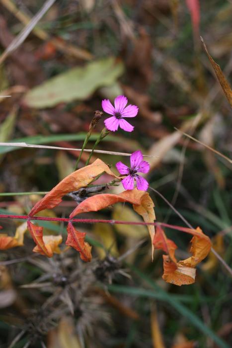 small flowers in the forest