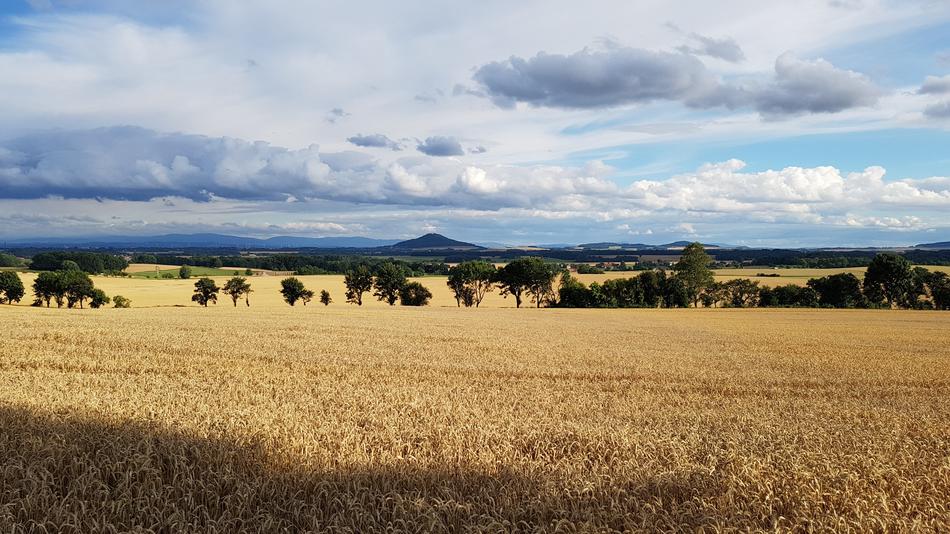 Country Crown Gorlitz Cornfield