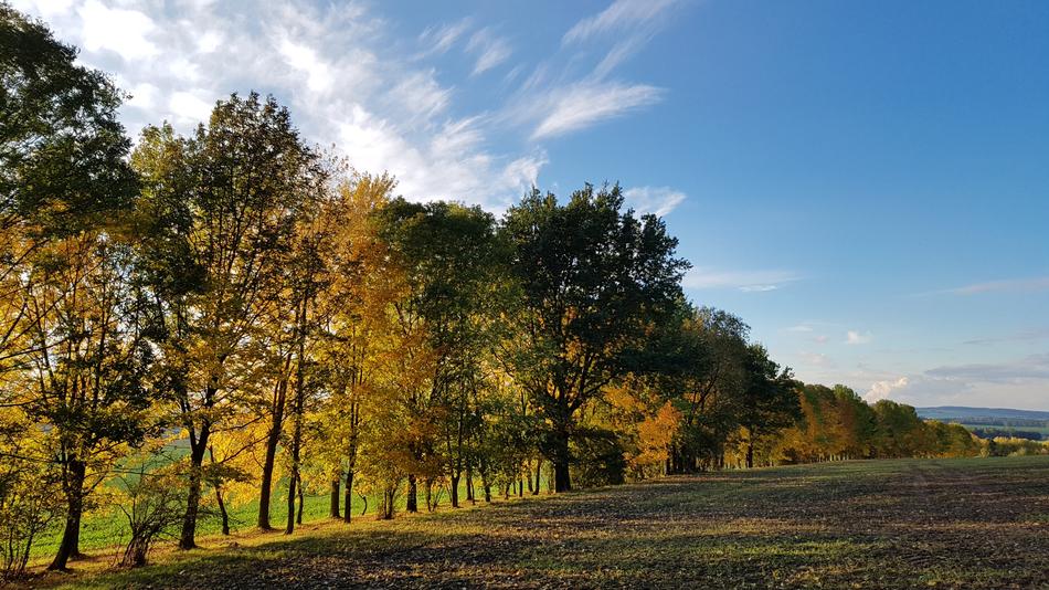 Autumn Trees Golden