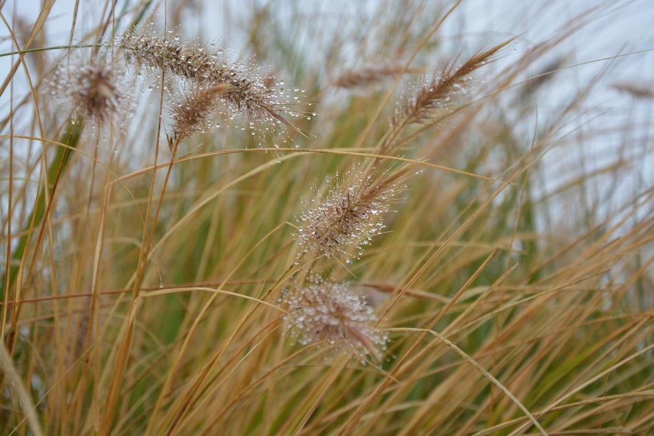 Tall Grass Plants