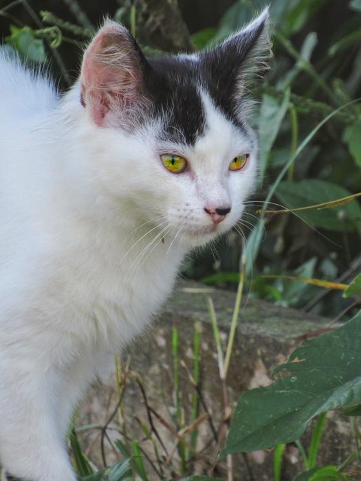 Cat Cute Animal
