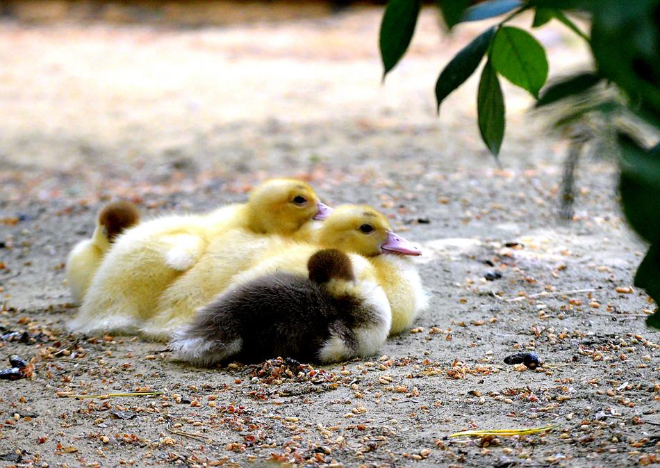 cute ducklings sitting