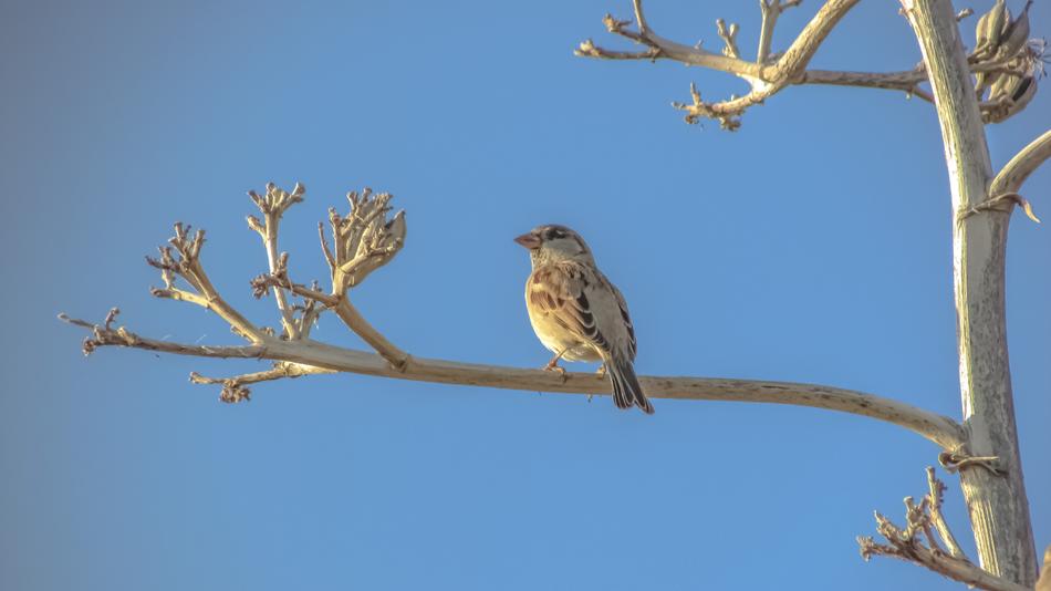 bird on a branch against a blue background